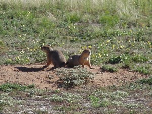 2 prairie dogs