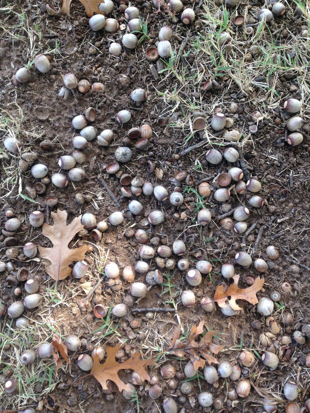 Acorns Are Everywhere!