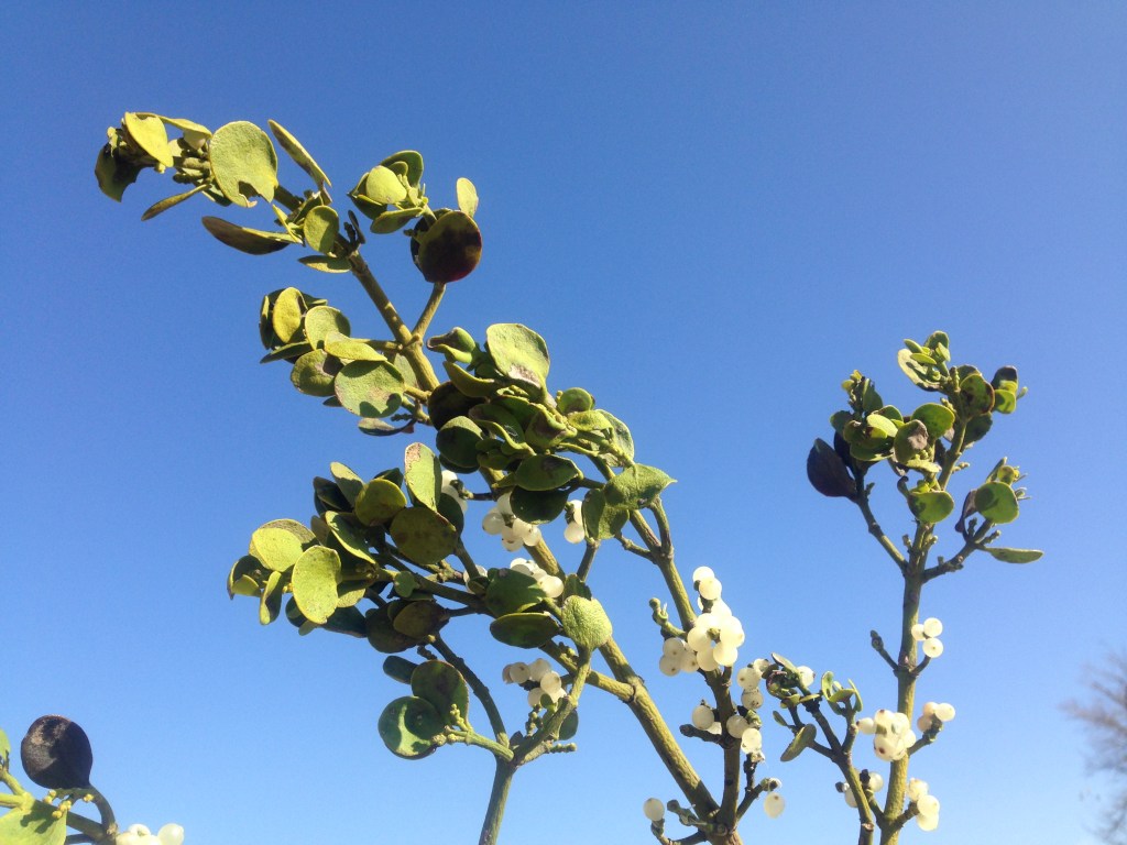 Tis the Season to Decorate with&nbsp;Parasites!