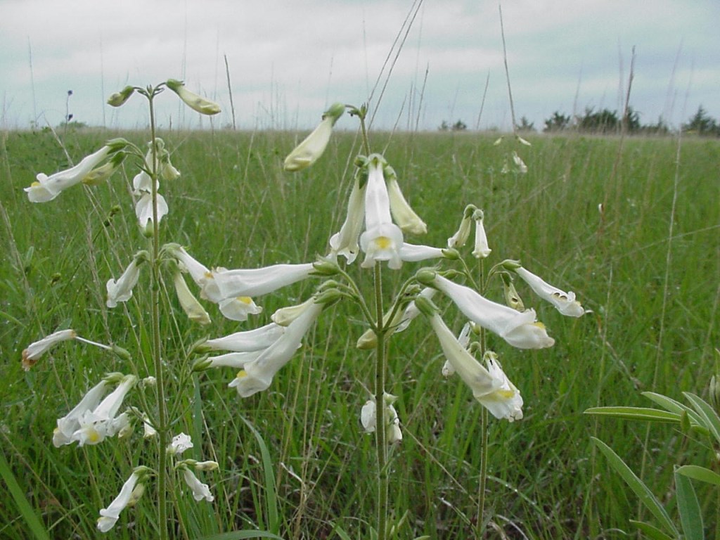 Spring Virtual BioBlitz!