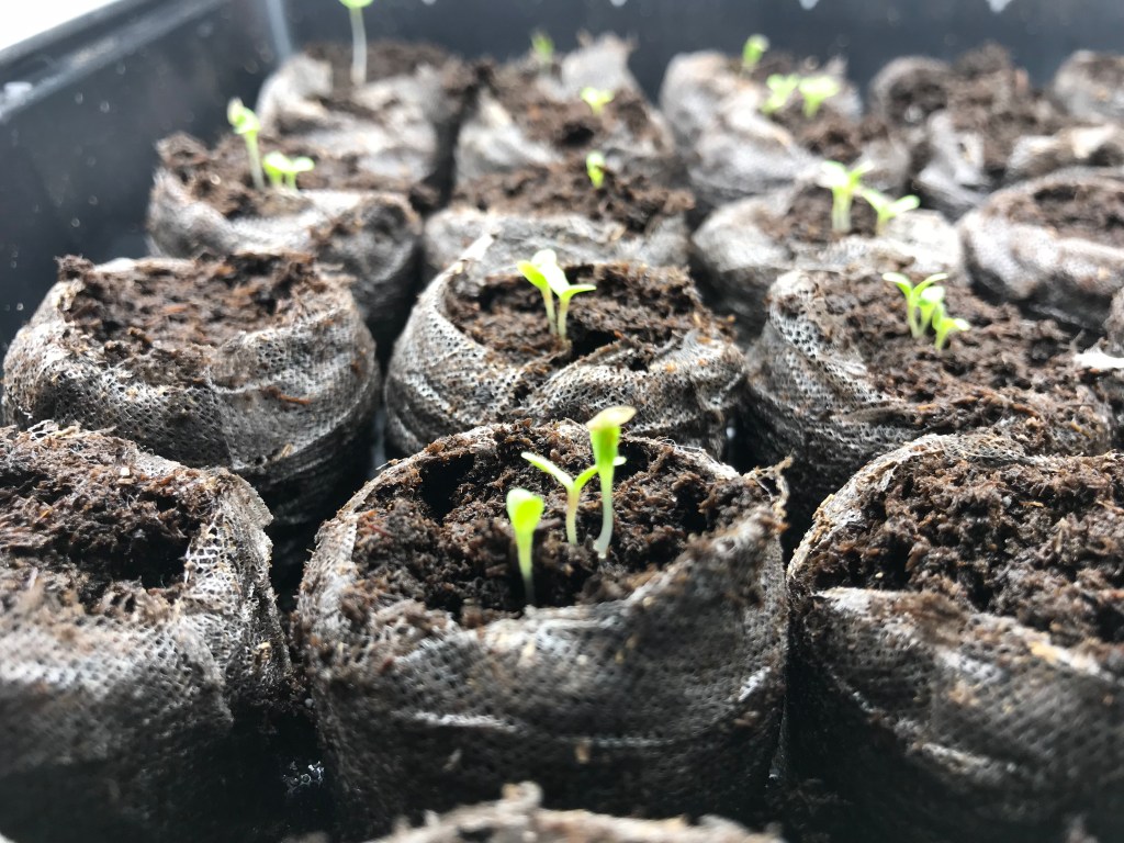 Oklahoma Native Seed&nbsp;Library