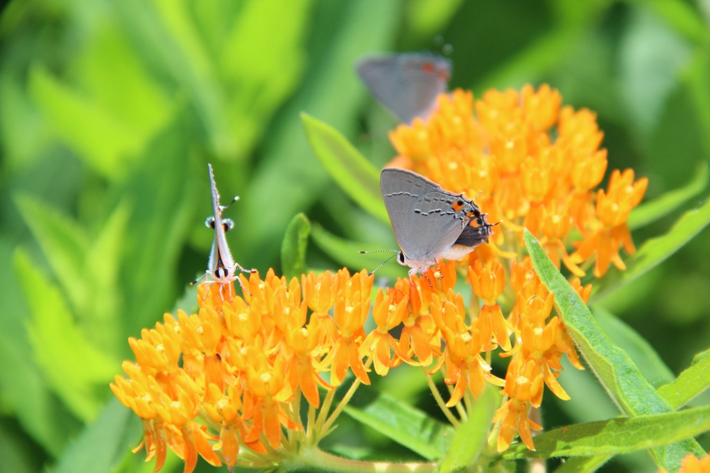 Pollinator Meadow – early&nbsp;summer