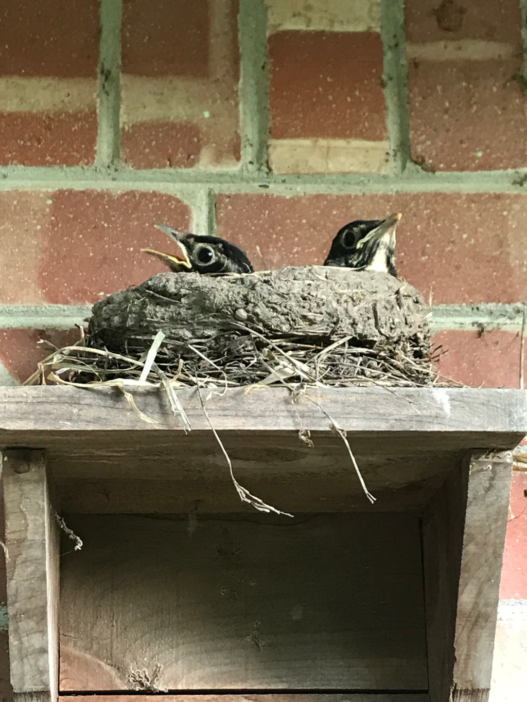 So many bird&nbsp;families!