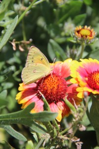 Orange Sulphur butterfly on a cultivar of Gaillardia. indian blanket.