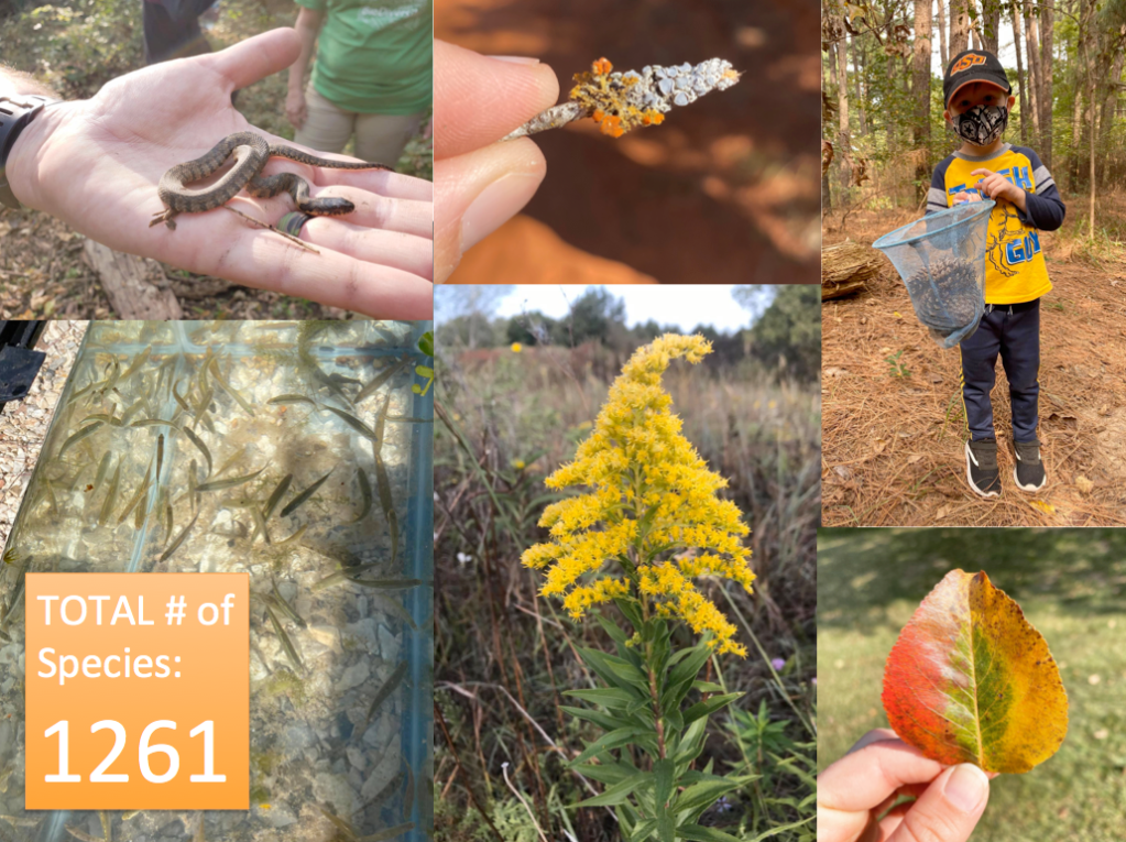 BioBlitz! OK 2020 is in the&nbsp;Books!