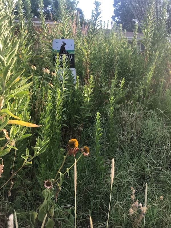 You water your native&nbsp;meadow?!?