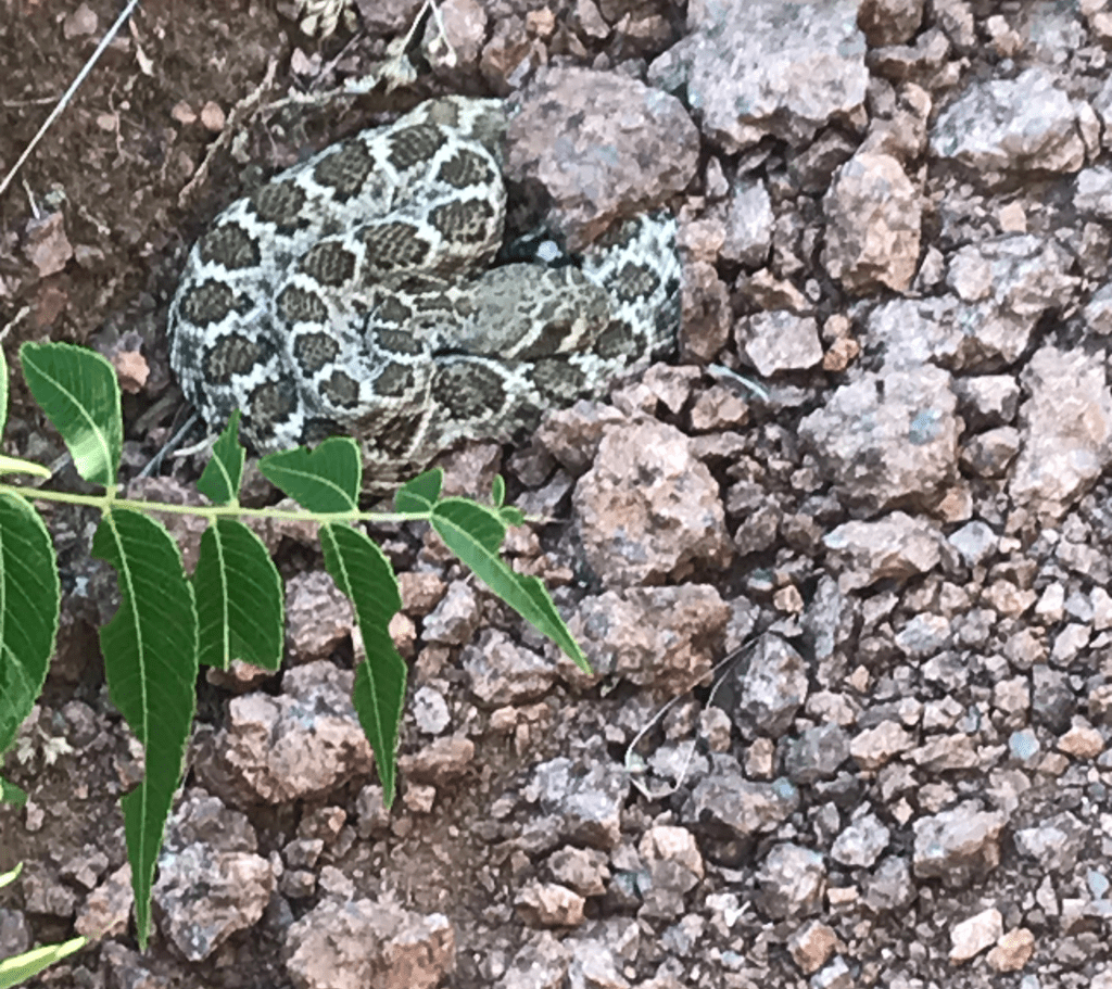 Snakes in the&nbsp;Field