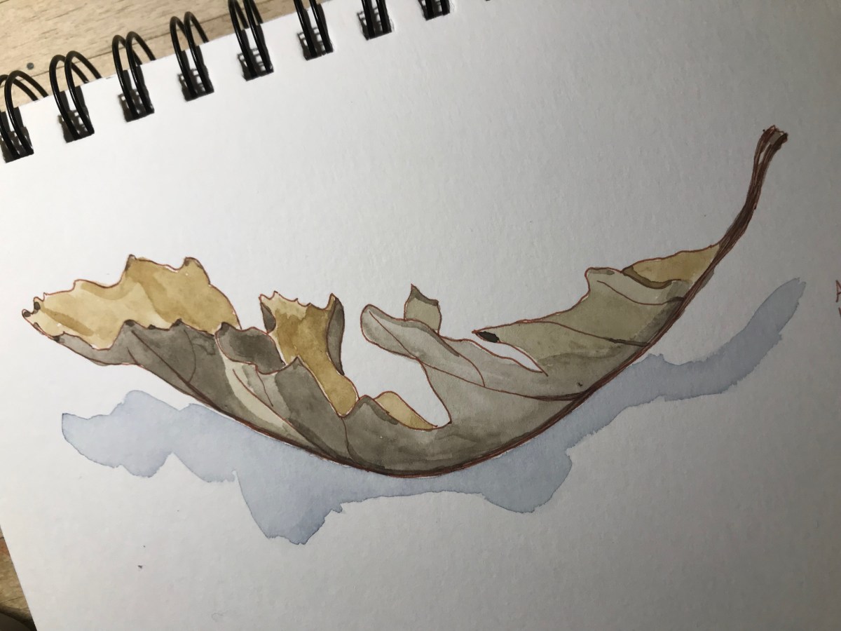 Field Notebooks & Nature&nbsp;Journals