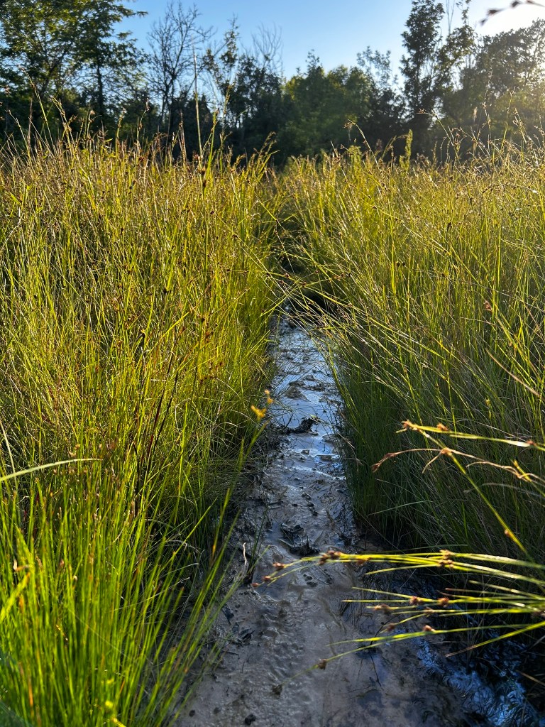 Wetland in southeastern Oklahoma
