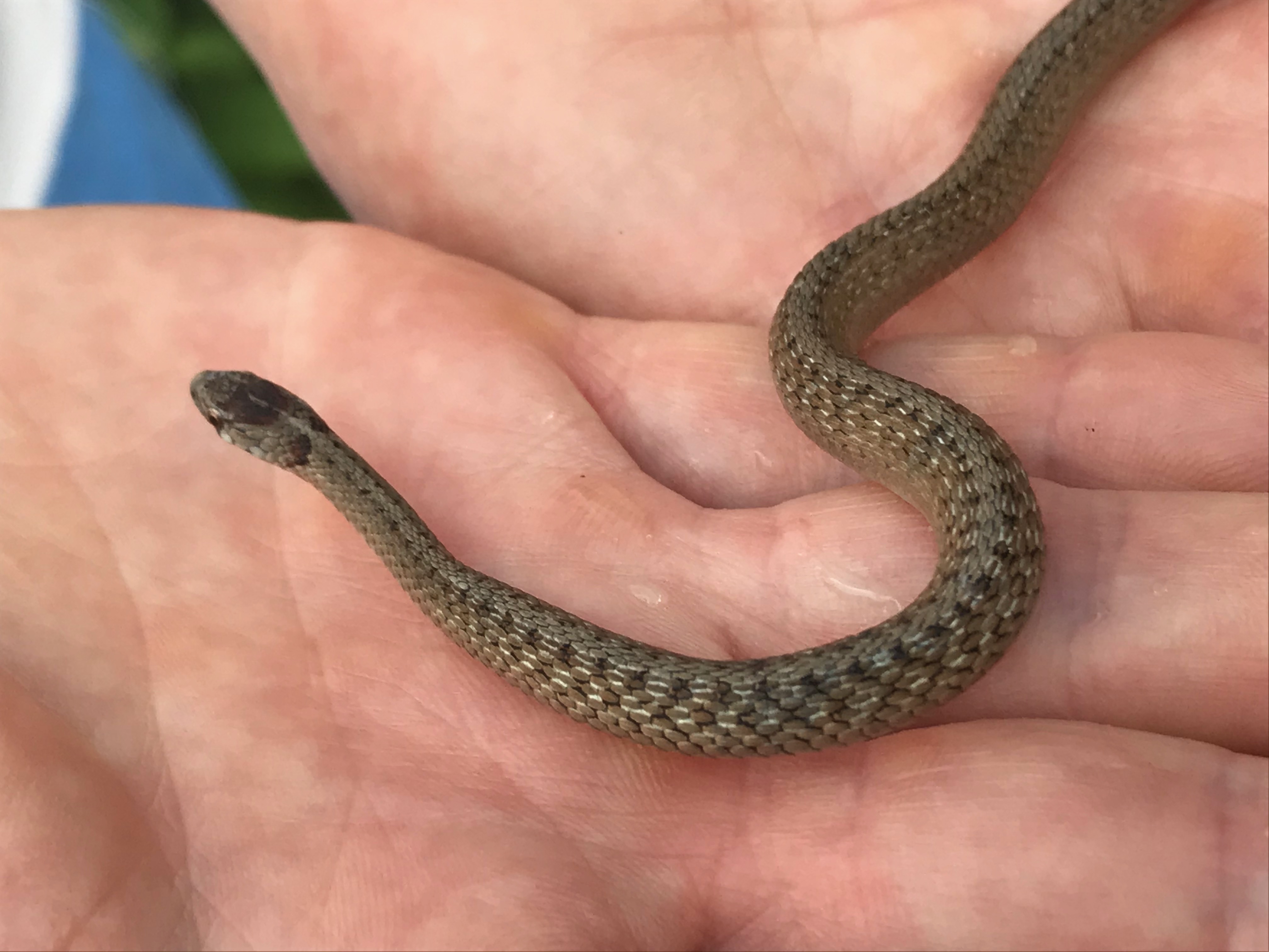 Small snake in human hands
