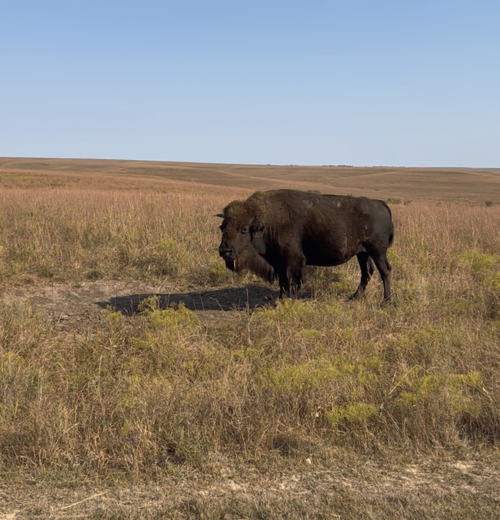 Bison in the tallgrass prairie